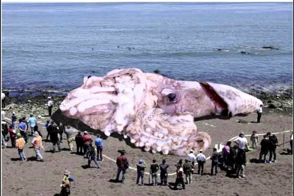 Kraken darknet marketplace